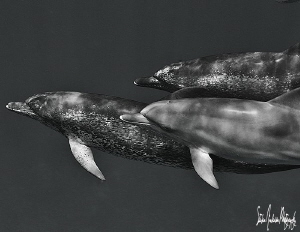 Its all love and family at the Dolphin Grounds off the No... by Steven Anderson 